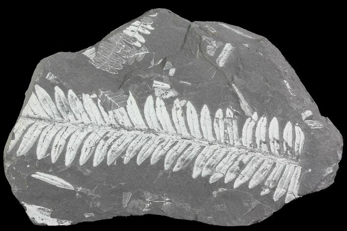 Wide Fossil Seed Fern Plate - Pennsylvania #73152